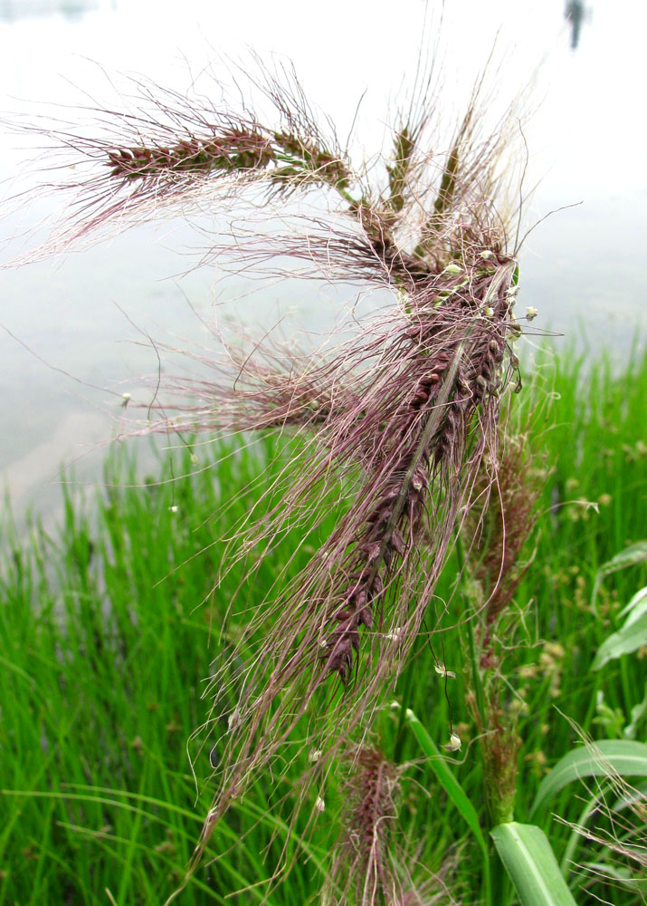 Изображение особи Echinochloa tzvelevii.