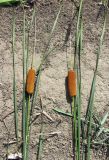 Typha laxmannii. Женские соцветия и листья. Астраханская обл., Камызякский р-н, окр. с. Раздор, пруды у р. Табола, у воды. 12.08.2011.