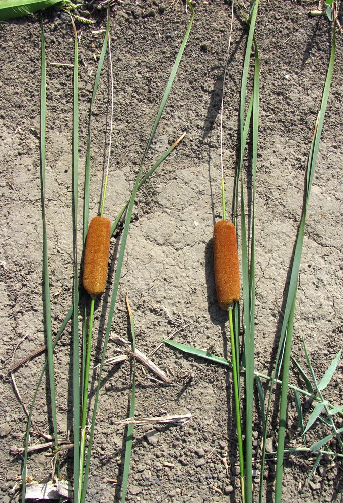 Image of Typha laxmannii specimen.