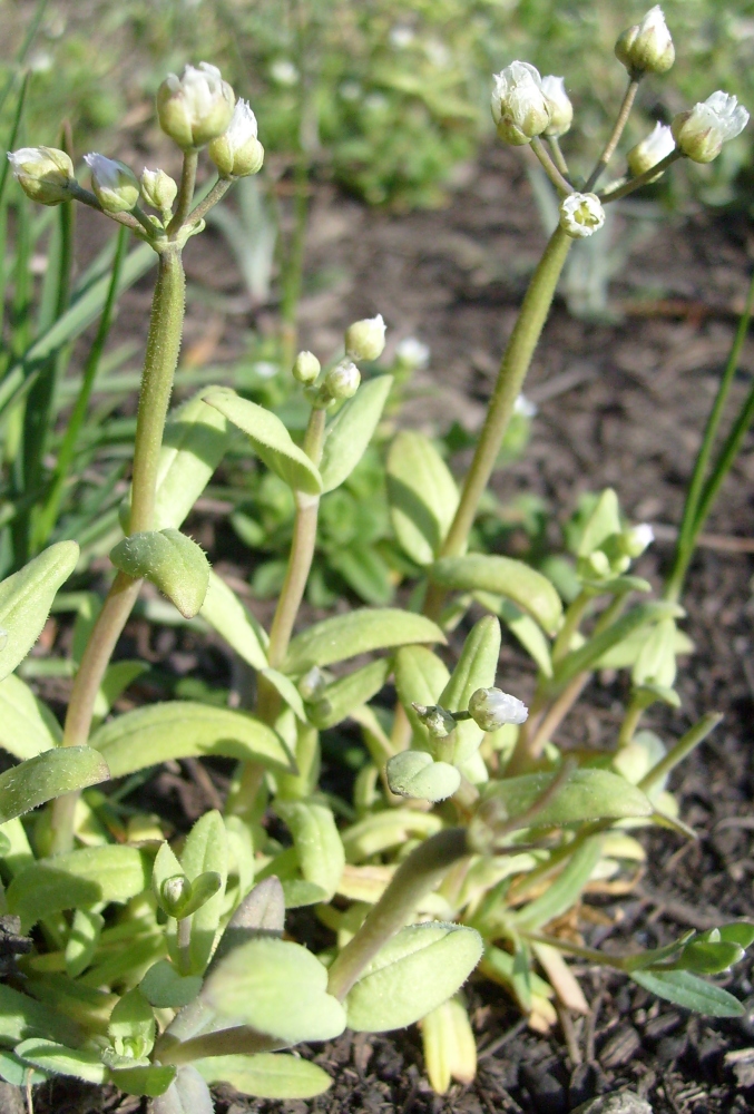 Изображение особи Holosteum umbellatum.