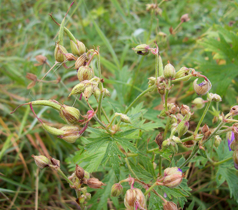 Изображение особи Geranium pratense.