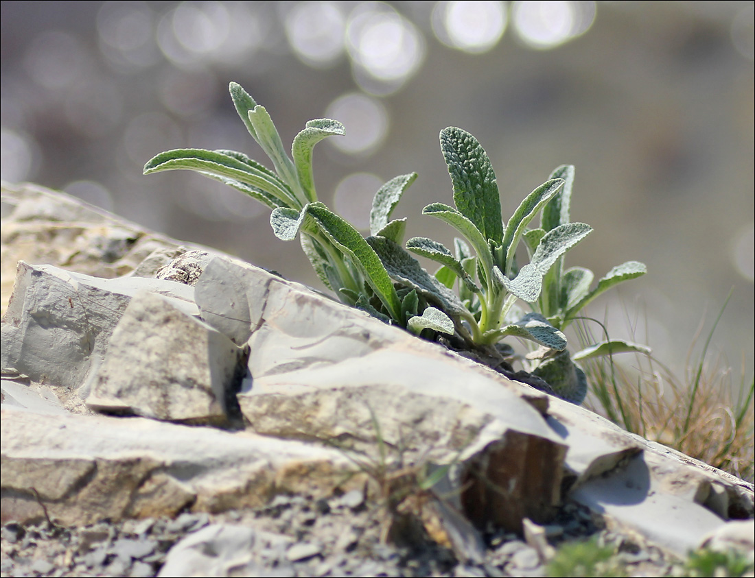 Image of Sideritis euxina specimen.