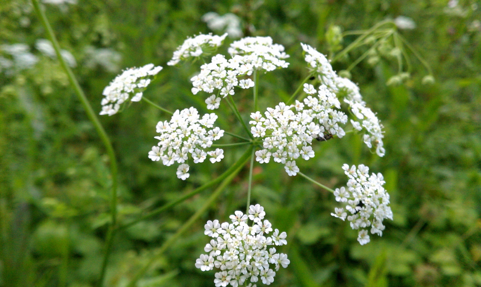 Image of Chaerophyllum temulum specimen.