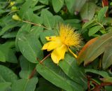 Hypericum calycinum. Верхушка побега с цветком. Крым, Ялта, в культуре. 30 мая 2012 г.