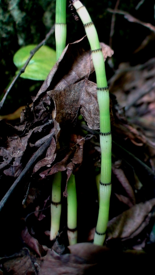 Изображение особи Equisetum hyemale.