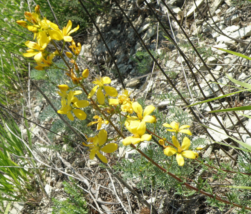 Image of Hypericum lydium specimen.