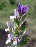 Salvia viridis