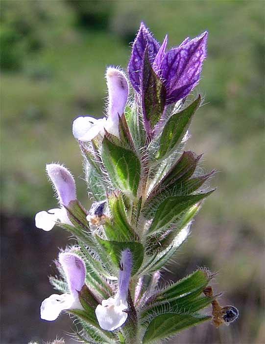 Изображение особи Salvia viridis.