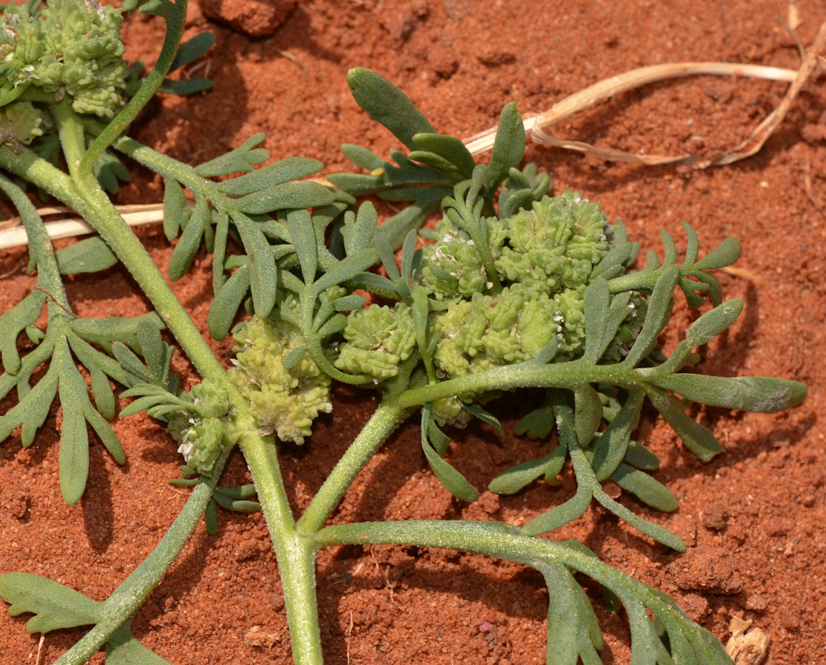 Изображение особи Coronopus squamatus.