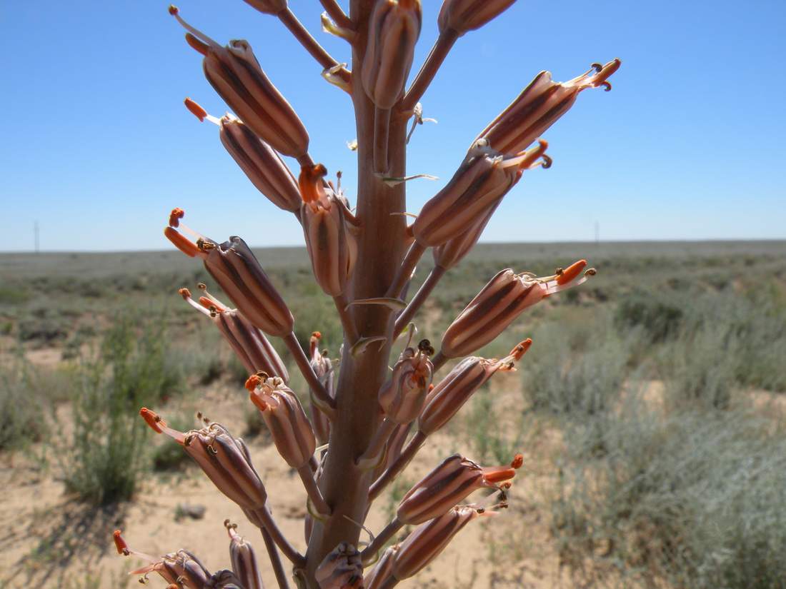 Изображение особи Eremurus inderiensis.