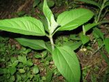 Helianthus tuberosus