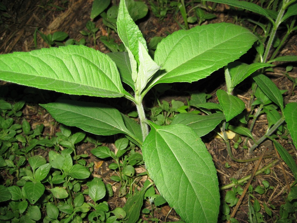 Изображение особи Helianthus tuberosus.