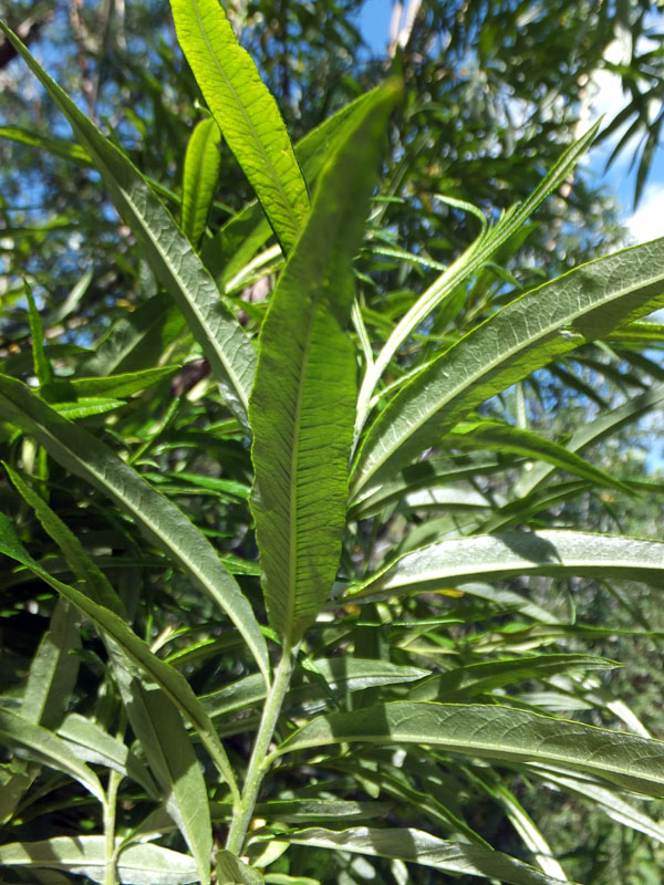 Image of Salix schwerinii specimen.