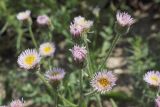 Erigeron pseudoseravschanicus. Соцветия. Узбекистан, Ташкентская обл., зап. отроги Чаткальского хр., гора Бол. Чимган. 07.07.2012.