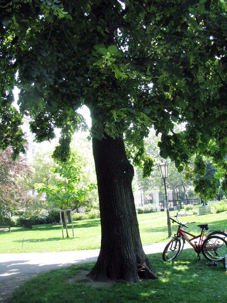 Image of Tilia platyphyllos specimen.