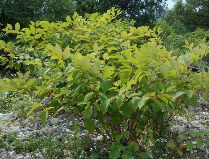 Изображение особи Reynoutria japonica.