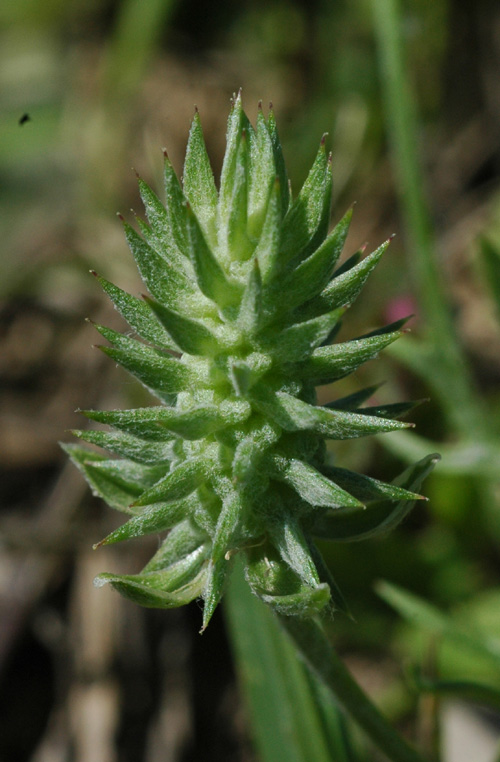 Изображение особи Ceratocephala orthoceras.