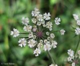 Thyselium palustre. Зонтичек. Украина, Волынская обл., Ратновский р-н, с. Пески-Речицкие, берег р. Припять возле оз. Стрибуж, опушка ольшаника. 26 июля 2012 г.