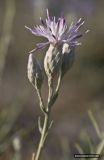 Jurinea stoechadifolia. Верхушка растения с соцветиями. Крым, Тарханкутский п-ов, ур. Джангуль, сухая степь вблизи моря. 06.08.2012.