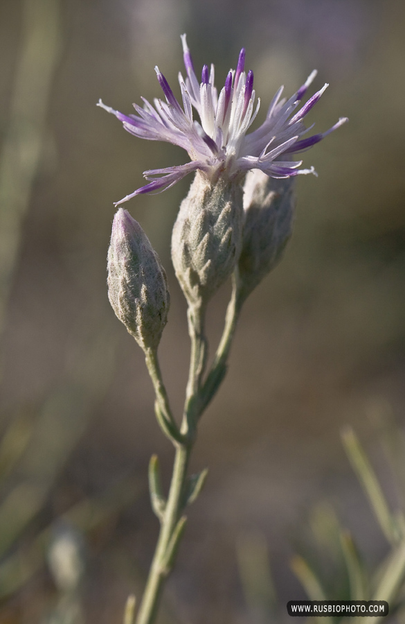 Image of Jurinea stoechadifolia specimen.