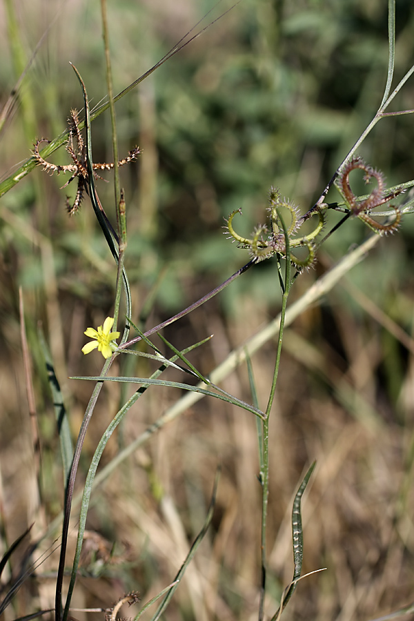 Изображение особи Koelpinia linearis.