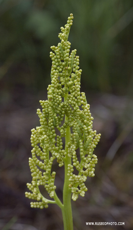 Image of Botrychium multifidum specimen.