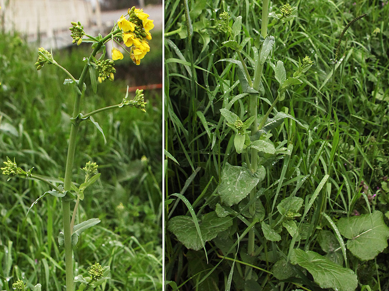 Изображение особи Brassica campestris.