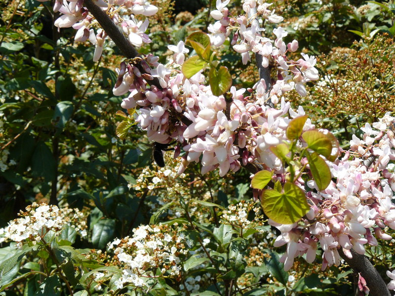 Image of Cercis siliquastrum specimen.