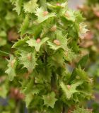 Rumex stenophyllus. Часть соплодия. Хабаровский край, Ванинский р-н, окр. пос. Высокогорный. 22.09.2012.