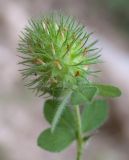 Trifolium lappaceum. Верхушка цветущего растения. Israel, Mount Carmel. 23.04.2008.