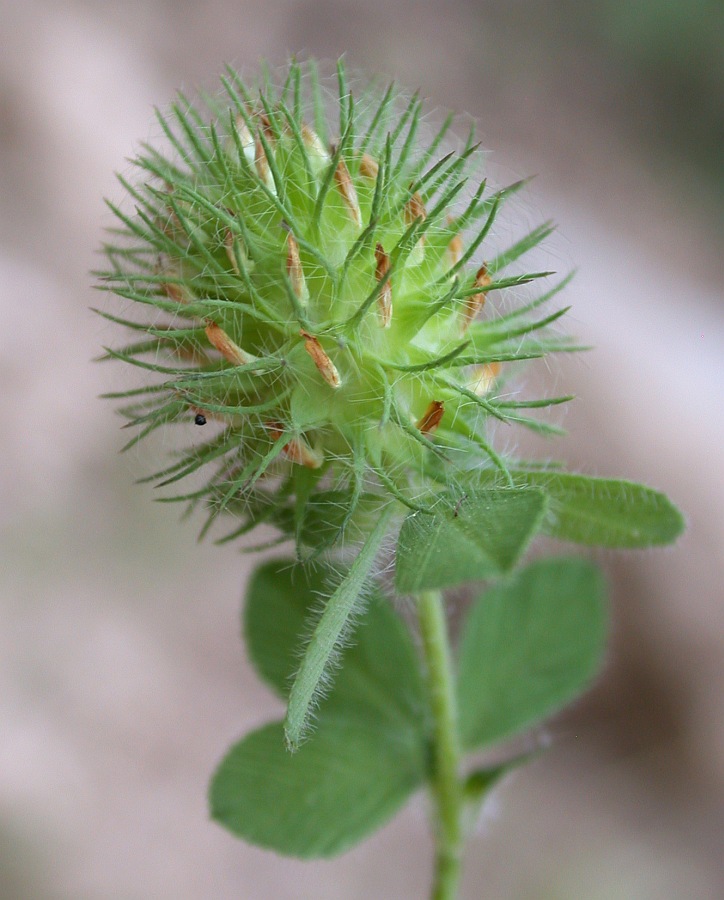 Изображение особи Trifolium lappaceum.