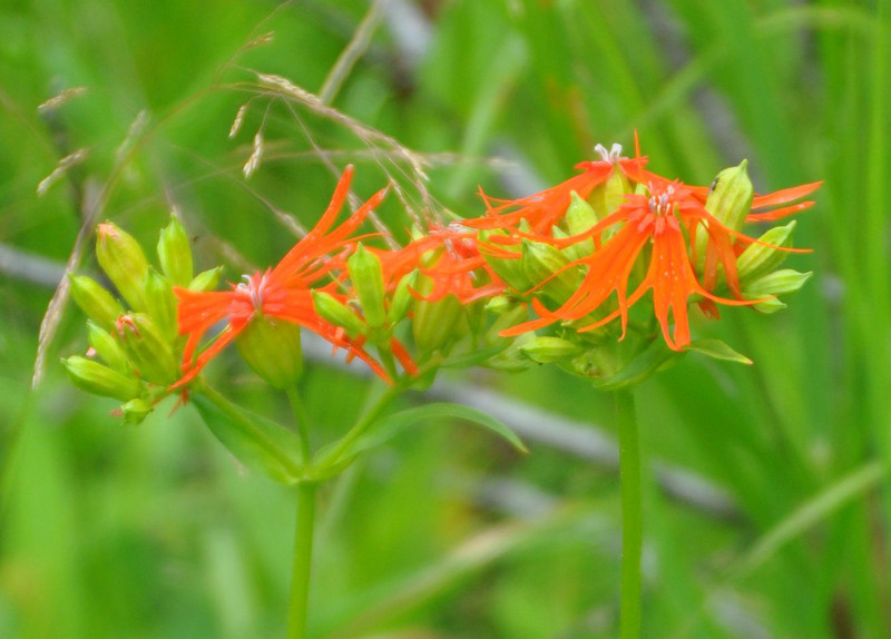 Изображение особи Lychnis wilfordii.