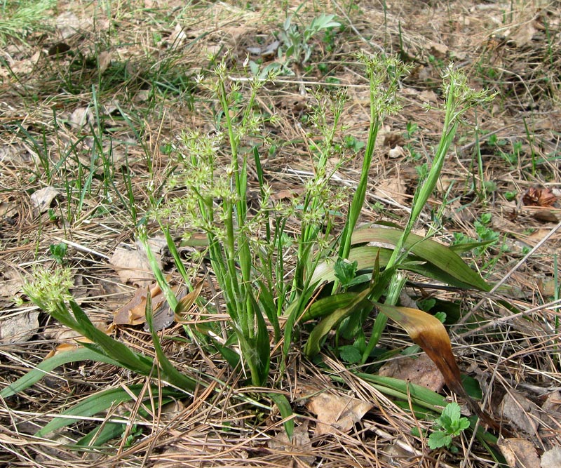 Image of Luzula pilosa specimen.