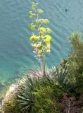 genus Agave. Цветущее растение. Монако, Монако-Вилль, Сад экзотических растений. 19.06.2012.