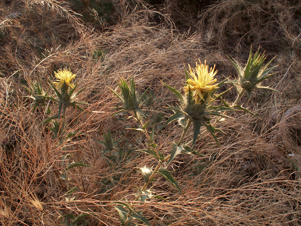 Image of Carthamus × turkestanicus specimen.