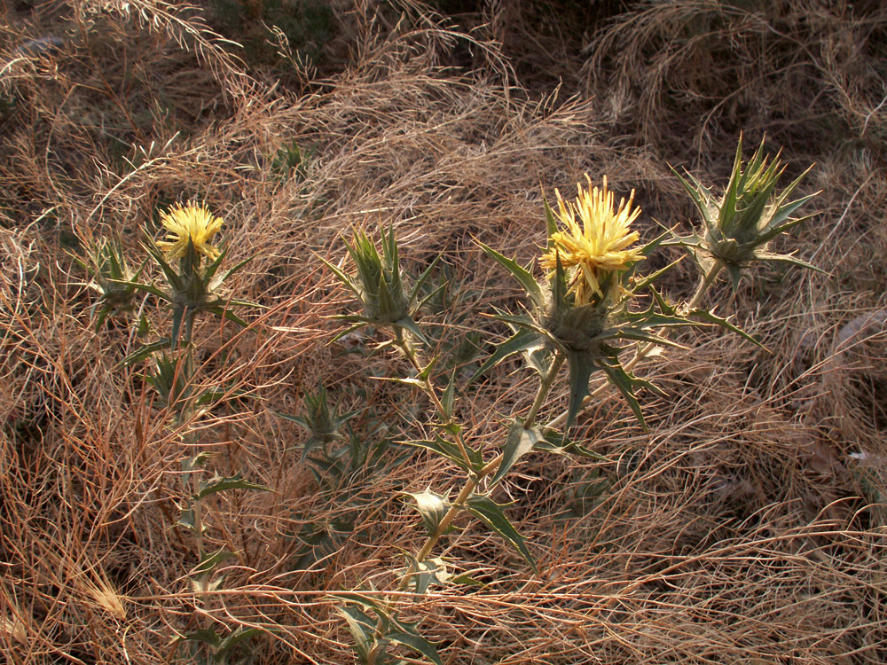 Image of Carthamus &times; turkestanicus specimen.