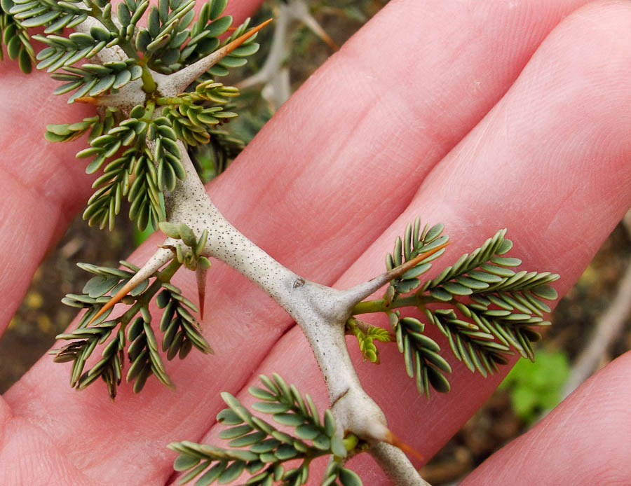 Image of Faidherbia albida specimen.