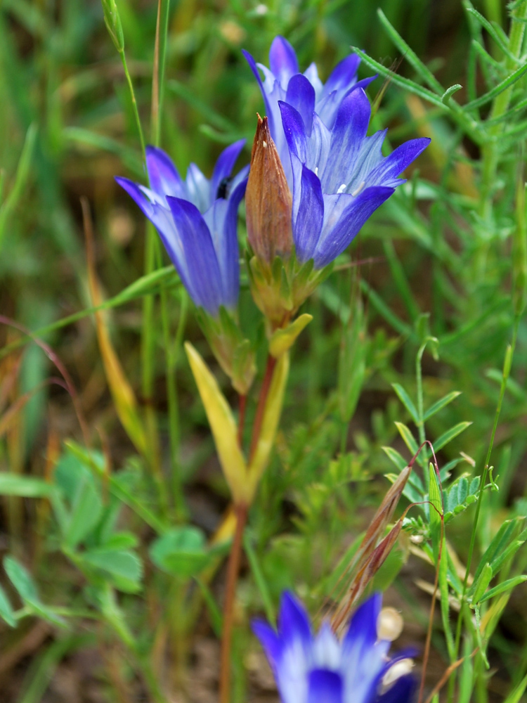 Image of Gentiana olivieri specimen.