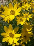 Coreopsis verticillata