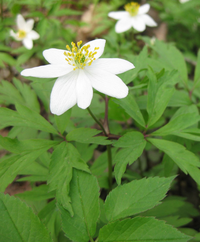 Изображение особи Anemone nemorosa.