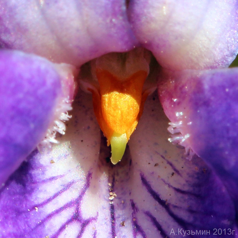 Изображение особи Viola × vindobonensis.