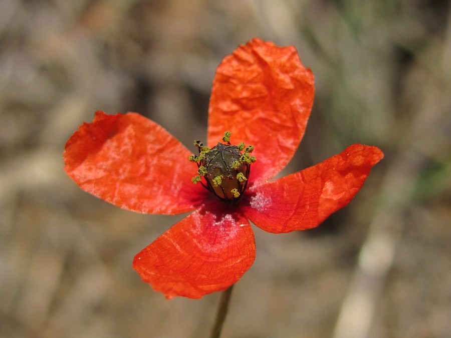 Image of Papaver laevigatum specimen.