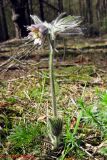 Pulsatilla × juzepczukii. Цветущее растение. Украина, г. Киев, заказник \"Лесники\", сосновый лес. 27 апреля 2013 г.