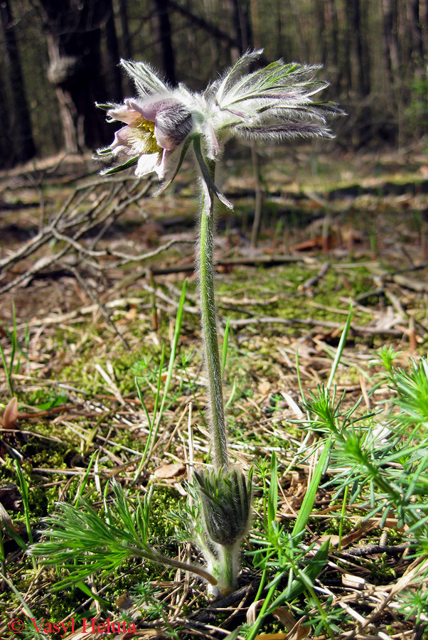 Изображение особи Pulsatilla &times; juzepczukii.