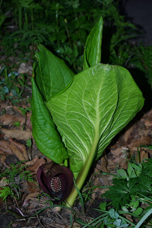 Image of Symplocarpus renifolius specimen.