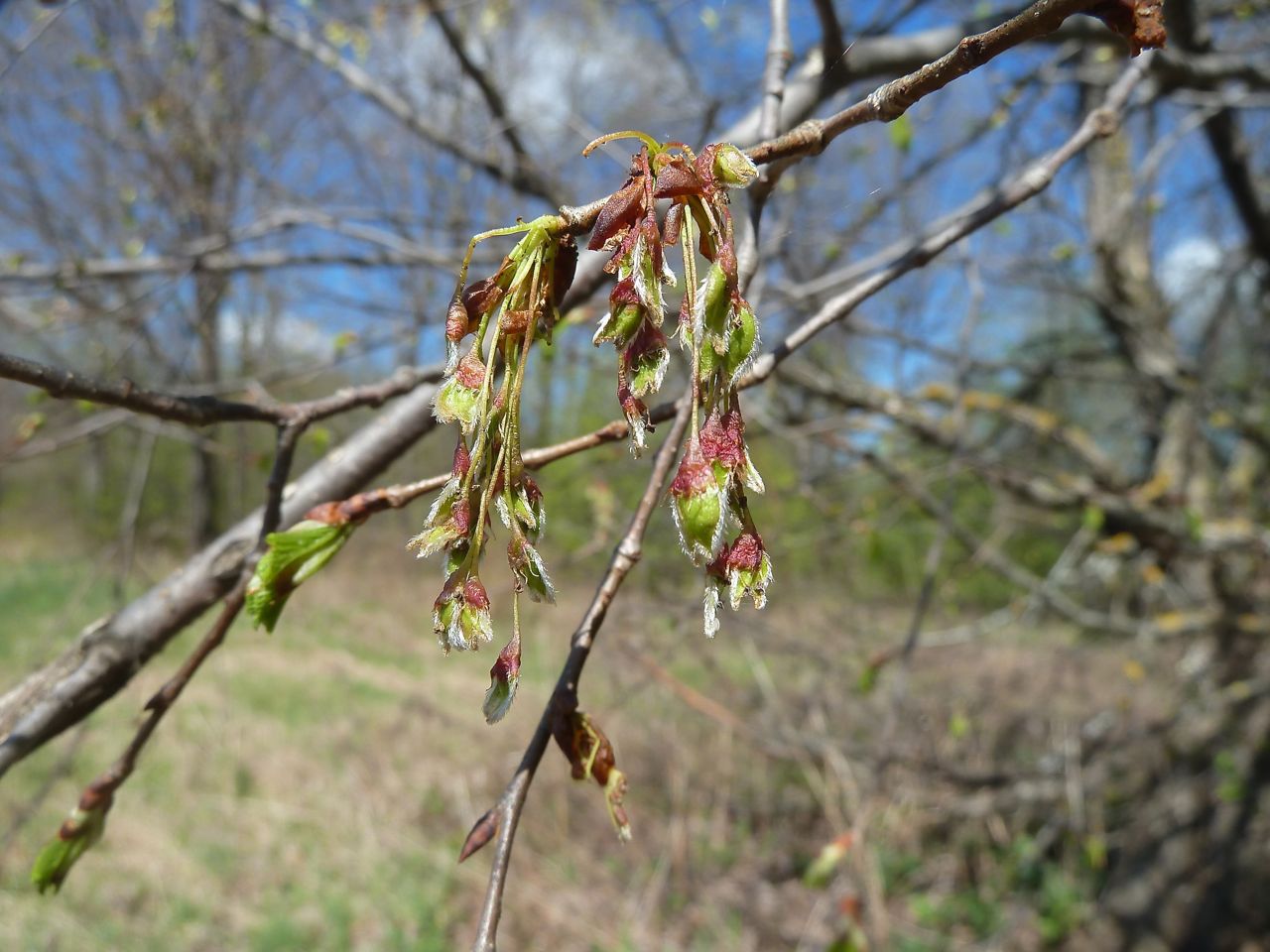 Изображение особи Ulmus laevis.