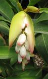 Alpinia zerumbet