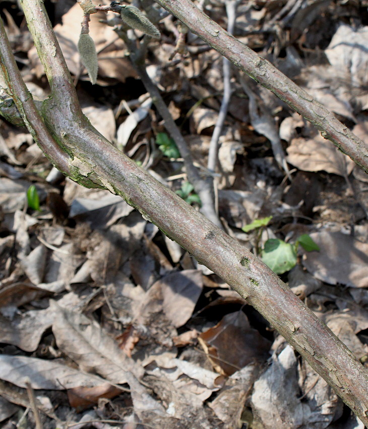 Изображение особи Vaccinium corymbosum.