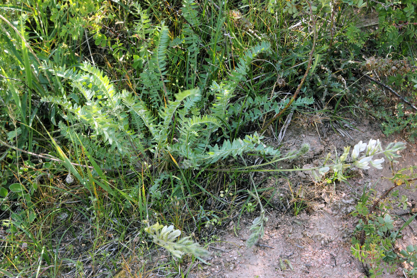 Изображение особи Oxytropis pilosissima.