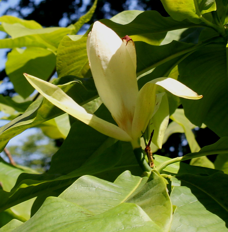 Изображение особи Magnolia tripetala.